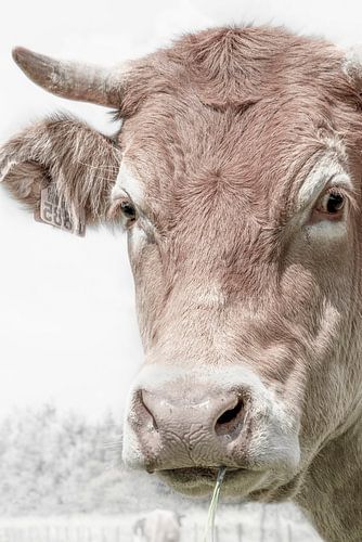 Bonjour. Envie d'un peu de lait. sur Alie Ekkelenkamp