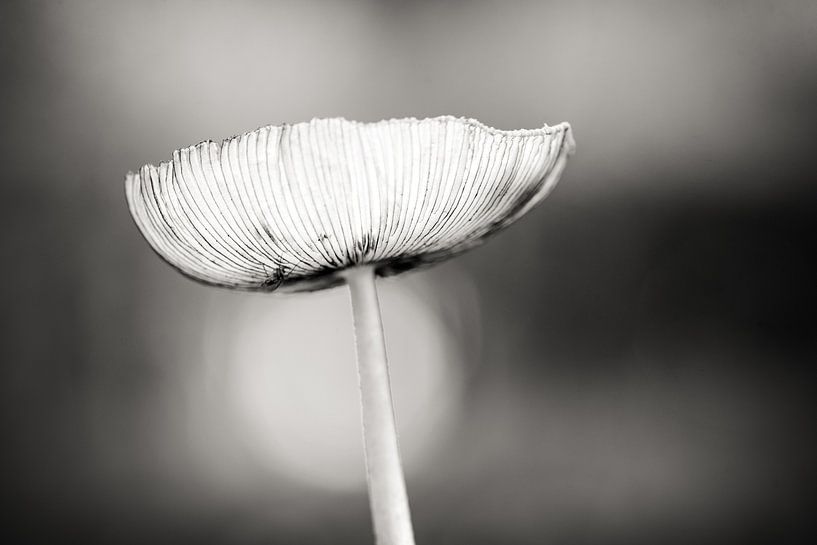 Herfst in Nederland par Hans Lunenburg