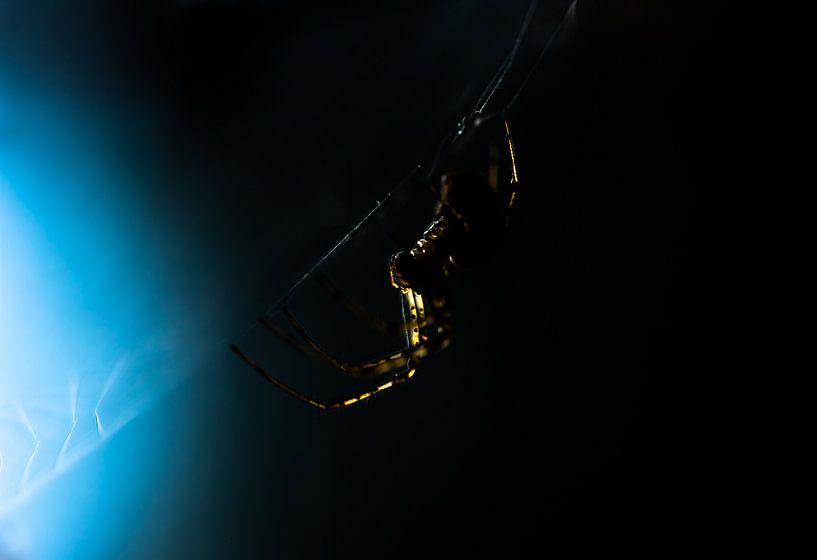 It waits in the dark by Patrick Schwarzbach