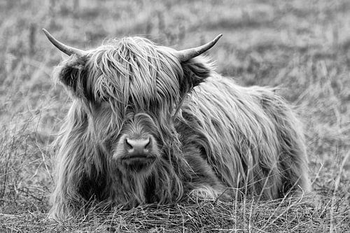 Highlander écossais