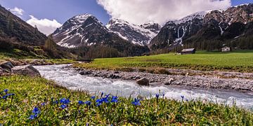 Blauwe bloemen aan de oevers van een Zwitserse bergrivier van Dafne Vos