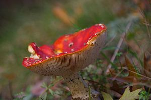 Rood met witte stippen paddenstoel in de berm van de weg