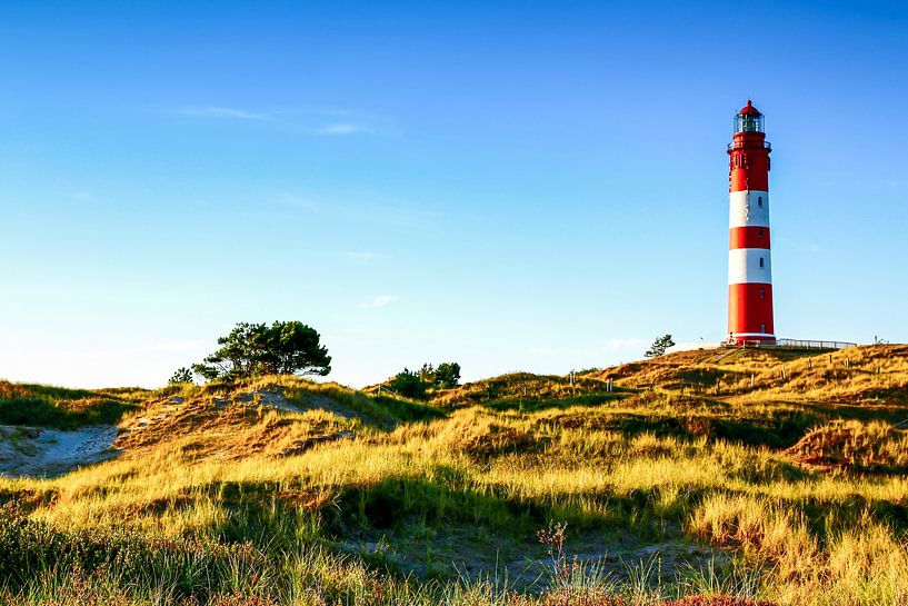 Koning van de Duinen van Werner Reins