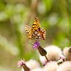 Kleine parelmoervlinder op een distel van Judith van Wijk