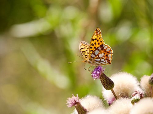 Kleine parelmoervlinder op een distel