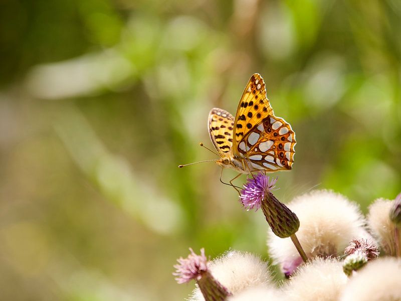 Kleiner Fritillar auf einer Distel von Judith van Wijk
