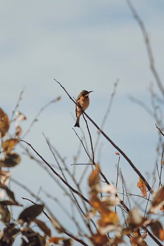 Bijeneter: natuurfotografie in zachte, natuurlijke tinten