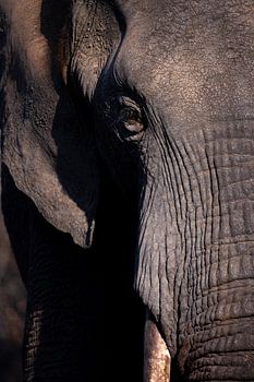 Bush's greatest soul