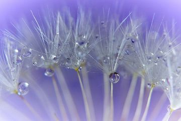 Paardenbloem met druppels