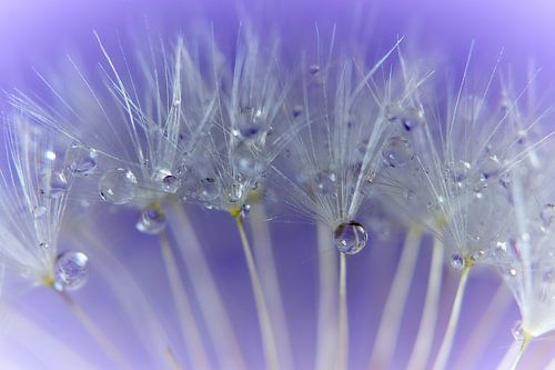 Dandelion with drops
