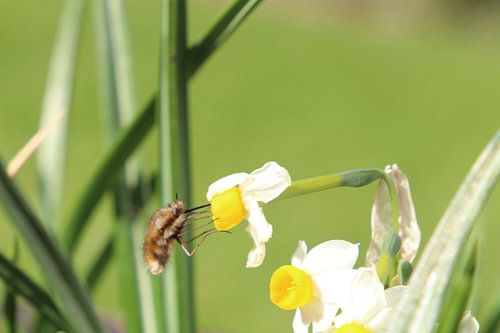 Planeur de laine sur jonquille sur Inge van Zand