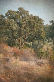 Spanish Trees No.1 by Dan Courtice