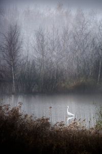 Héron dans le brouillard