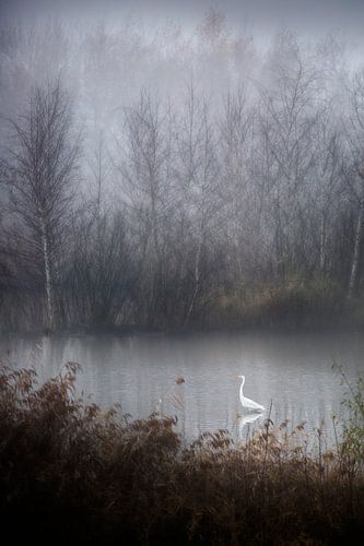 Zilverreiger in de mist