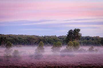 Purple Heath with morning mist on the Utrecht Hill Ridge by Sjaak den Breeje