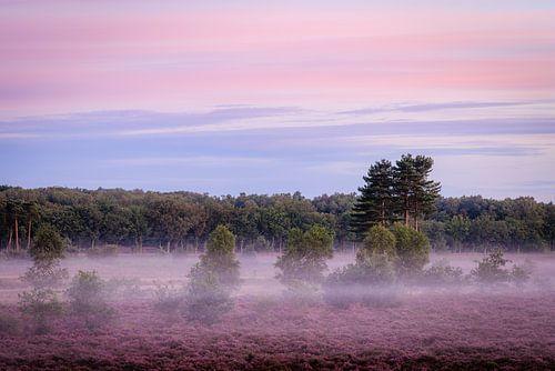Paarse Heide met ochtendnevel op de Utrechtse Heuvelrug