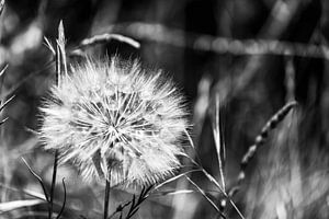 Pusteblume