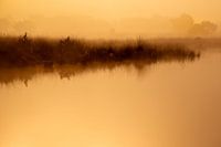 Strabrechtse Heide 229