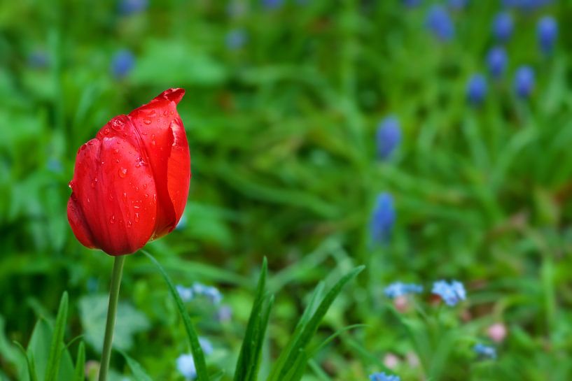 Tulip by Bo Valentino