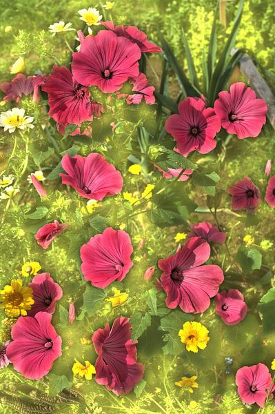 Cosmeablüten van Edgar Schermaul