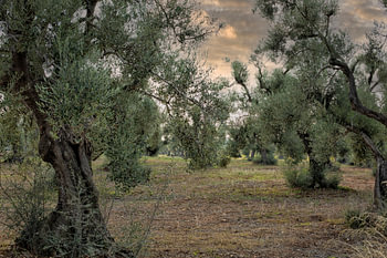 Sehr alte Olivenbäume in Italien