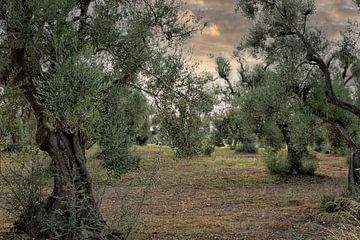 Sehr alte Olivenbäume in Italien