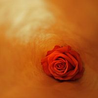 La rose dans le papier