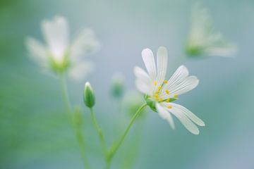 Grote muur, lente bloem van Martin Podt