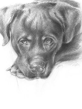Gezicht van een Rottweiler puppy van Adria Mueller