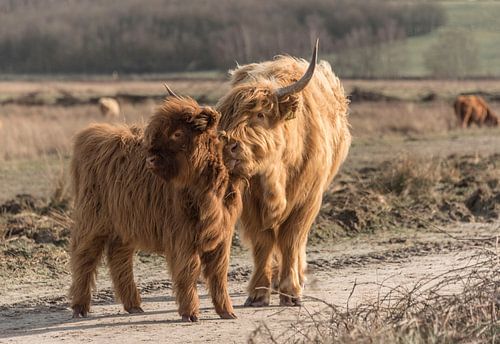Scottish Highlander with calf