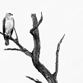Martial eagle - black and white photography von Lotje Hondius