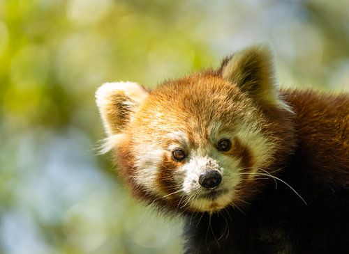 Kleiner roter Panda von Saskia Kochheim