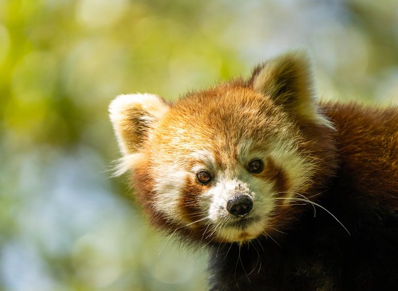 Little red panda by Saskia Kochheim
