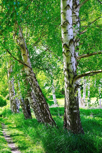 May birches by Ostsee Bilder