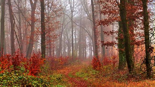 Nature's Colors 2 (Forest in warm colours)