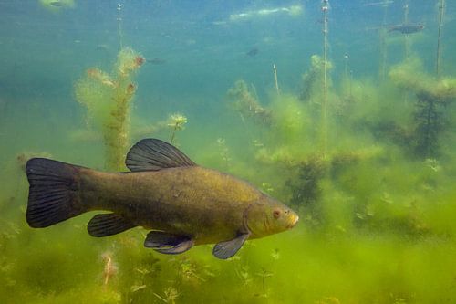 zeelt in hollandse sloot van Arthur de Bruin