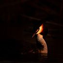 Grebe in the twilight by Ard Jan Grimbergen thumbnail