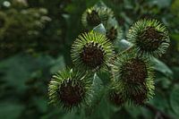 Stem flower heads