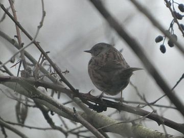 Heggenmus van Fotonatuurlijk
