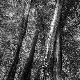 Magischer Baum von Carla Vermeend