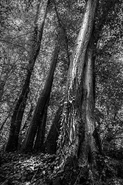 L'arbre magique par Carla Vermeend
