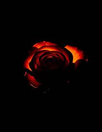 Ember Rose IV