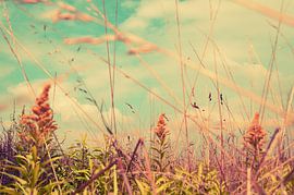 Summer  van Nathalie Labrosse