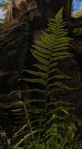 A solitary fern before an ancient rock