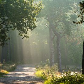 Le soleil brille à travers les arbres sur le chemin de la forêt sur Michel Geluk