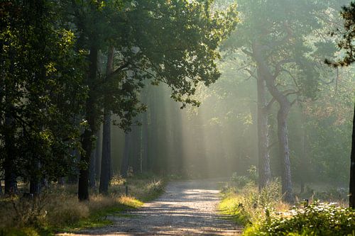 Le soleil brille à travers les arbres sur le chemin de la forêt