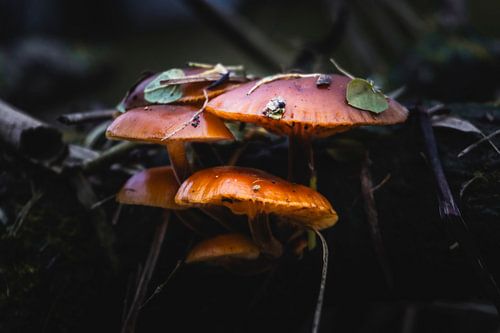 Dunkle Pilze von Danny Weenink