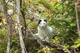 Hide and seek in the woods by Theodor Decker