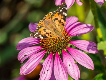 Papillon de chardon peint sur une fleur de conifère sur Animaflora PicsStock