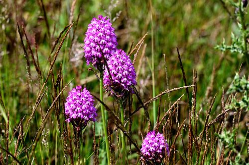 orchidée en Normandie